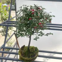 بنسای کلکسیونی|گل و گیاه طبیعی|شیراز, قصرالدشت|دیوار