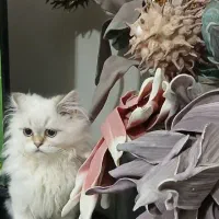 گربه خوشگل