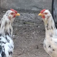 خروس جوان تازه بالغ شده گلین نژاد دار
