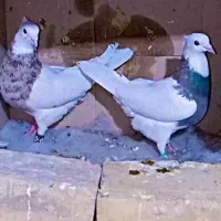 کفتر طوقی خالدار عتیقه|پرنده|سیرجان, |دیوار