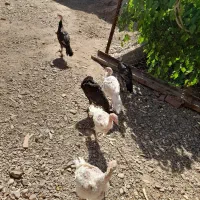 بوقلمون