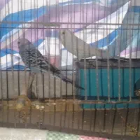 دو جفت مرغ عشق همراه با قفس|پرنده|لوشان, |دیوار