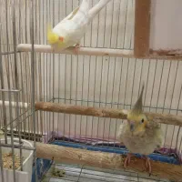 یک جفت عروس هلندی مولد جوجه بده|پرنده|تهران, یافت‌آباد|دیوار