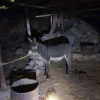 نره خره نزدیک به دوسال آماده باری