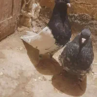 کفتر کله سیاه وکله سبز