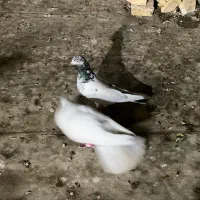 کفترا شیخ ساعتی