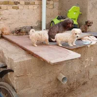 سگ پا کوتاه سگ خونگی|سگ|صباشهر, |دیوار