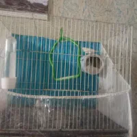 فنج|پرنده|تربت جام, المهدی|دیوار