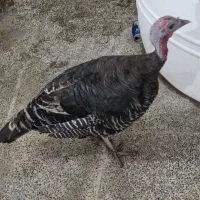 بوقلمون بالغ ماده