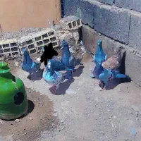 جوجه