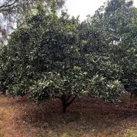 ۲۴۵۰ متر باغ مرکبات مرتب ۱۰۰ متری آسفالت|فروش زمین و ملک کلنگی|کیاکلا, |دیوار