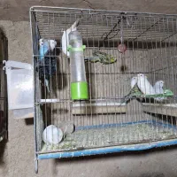 مرغ عشق|پرنده|شیراز, علی آباد|دیوار