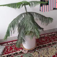 کاج
