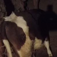 گوساله اصل سیمنتال بالای ۲۳۰کیلو ۷ماهه|حیوانات مزرعه|اهر, |دیوار