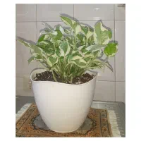 گلهای سرحال وپرریشه