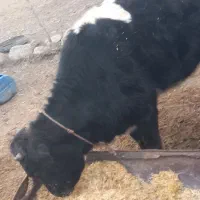 گوساله|حیوانات مزرعه|گرمادوز, |دیوار