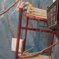 مرغ عشق پروانه ای دوگل