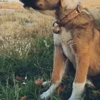 سگ نگهبان سگ گله