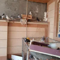 کبوترها فروشی|پرنده|برازجان, |دیوار