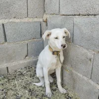 سگ سفید پاکوتاه|سگ|طبس, |دیوار