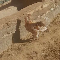 خروس بومی و برهما اصل|حیوانات مزرعه|کاشان, لتحر|دیوار