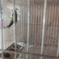 سهره.نر سرسیاه