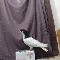 کبوتر|پرنده|اقبالیه, |دیوار