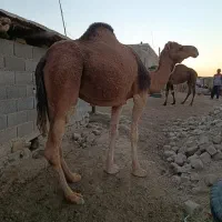 شتر با بچه شتر ۱ساله