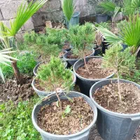 تعدادیفوتونیاکورپهروندهاکوباومیخک|گل و گیاه طبیعی|رودسر, |دیوار