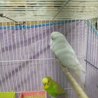 انواع پرنده عروس،کوتوله، مرغ عشق ، دستی و غیر دستی|پرنده|مشهد, تربیت (صدف)|دیوار