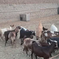 ۱۶ راس بز دو رگه|حیوانات مزرعه|باشتین, |دیوار