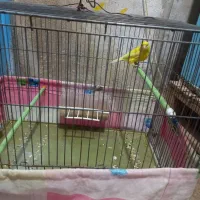 پرنده قناری نر|پرنده|مهریز, |دیوار