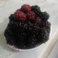 شاتوت نه توت سیاه