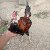 فروش مرغ گلین