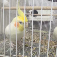 جفت عروس هلندی مولد|پرنده|مشهد, منزل آباد|دیوار