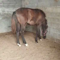 کره نریون 8ماه ترکمن|اسب و تجهیزات اسبسواری|گمیشان, |دیوار