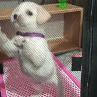 سک میکس  شیتزو و اشپیتز رنگ سفید 3ماهه