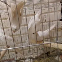 فروش چهار عدد عروس آلبینو  هشت ماهه