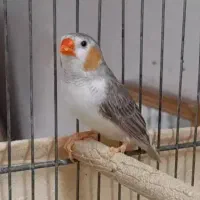 فروش یک جفت مرغ عشق و یک جفت فنچ پنگوئنی