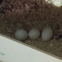 فروش عروس هلندی