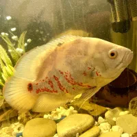 ماهی اسکار گوشتخوار