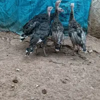 بوقلمون تعداد بالا|حیوانات مزرعه|اردل, |دیوار