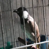 پرنده درشت و کشیده