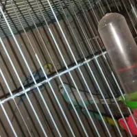 مرغ عشق مولد