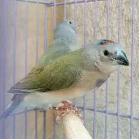 2 جوجه فنچ گلدین سبز سینه بنفش