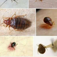 شرکت سمپاشی آریا سم پاشی سوسک ساس کنه(سراسر مشهد)|خدمات نظافت|مشهد, وکیل‌آباد|دیوار