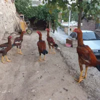 کلشیر لاری درجه یک