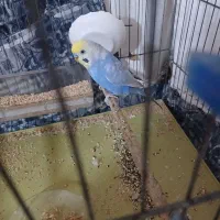 مرغ عشق رینبو نر