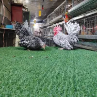 تخم نطفه دار جاپنیز|حیوانات مزرعه|اصفهان, سروستان|دیوار