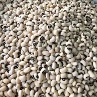 لوبیا چشم بلبلی